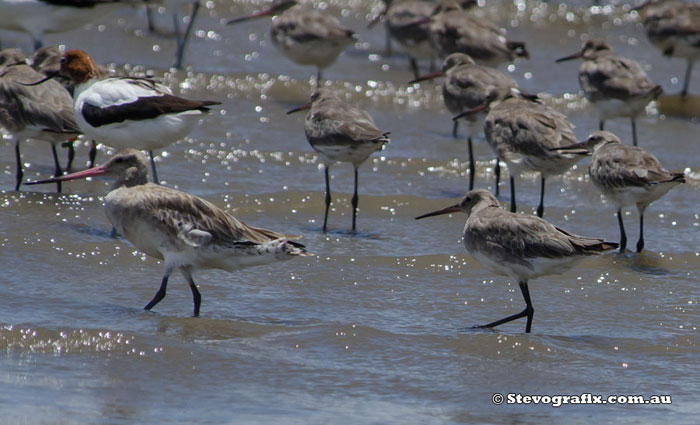 Black-tailed Godwit