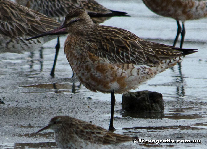 Bar-tailed Godwit showing breeding colours