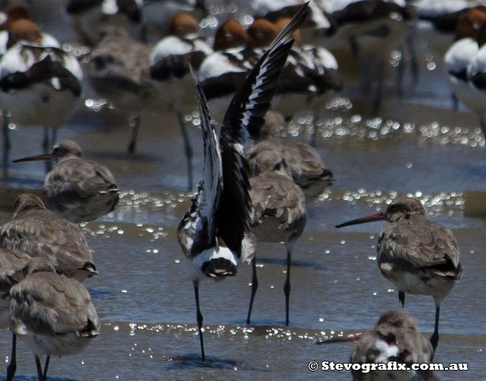 Bar-tailed Godwit