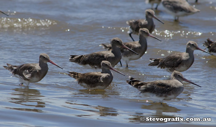 Black-tailed Godwits