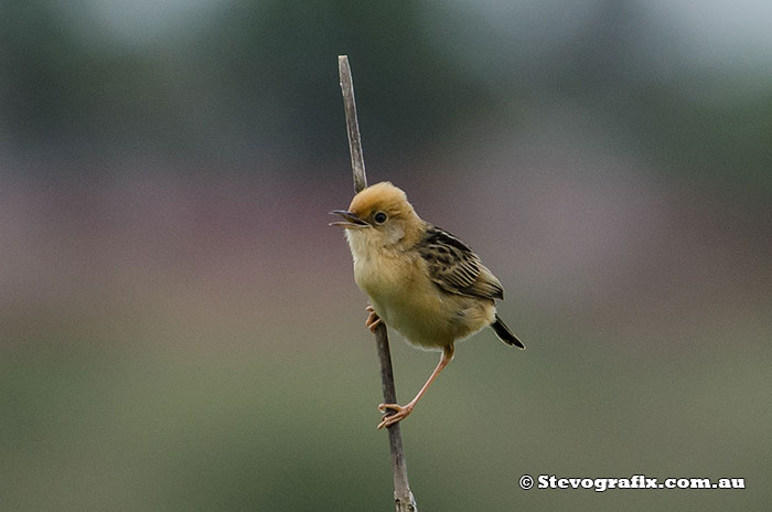 Golden-headed Cisticola