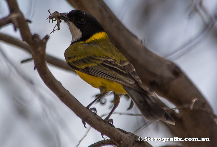 Malr Golden Whistler