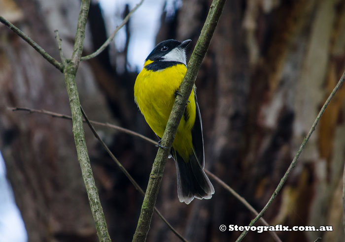 Male Golden Whistler