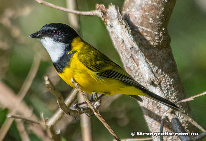 Male Golden Whistler