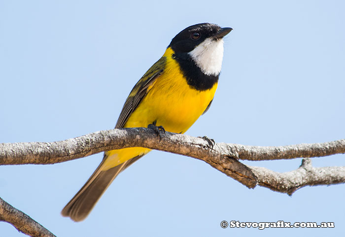 Male Golden Whistler