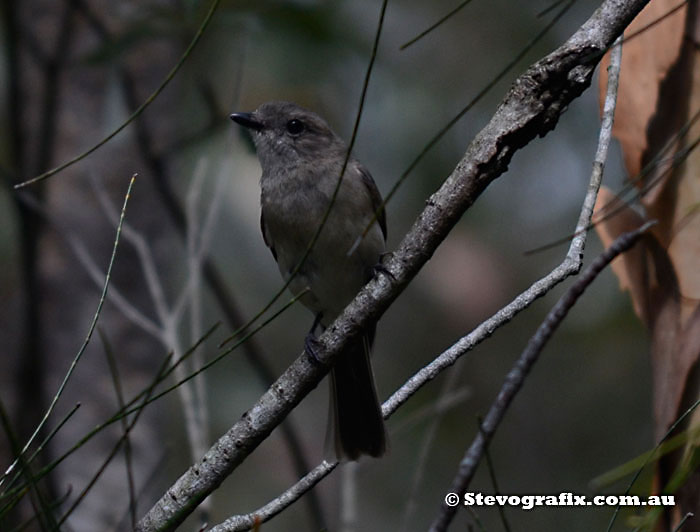 Young Golden Whistler