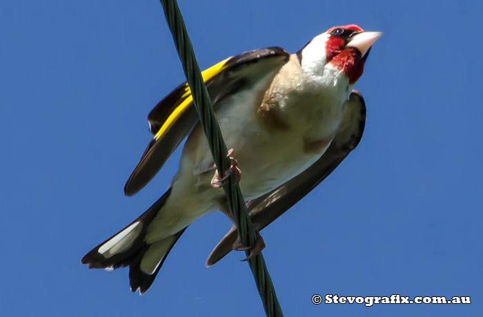 European Goldfinch