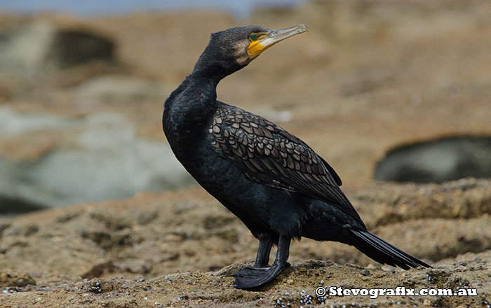 Great Cormorant