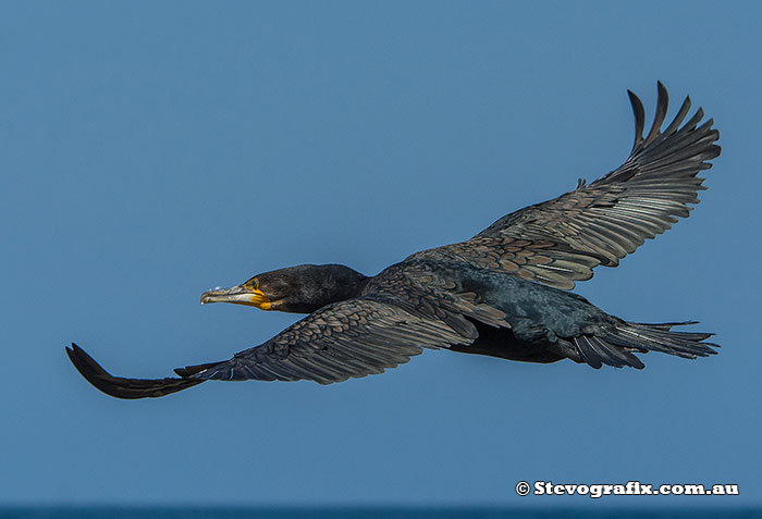 Great Cormorant in flight