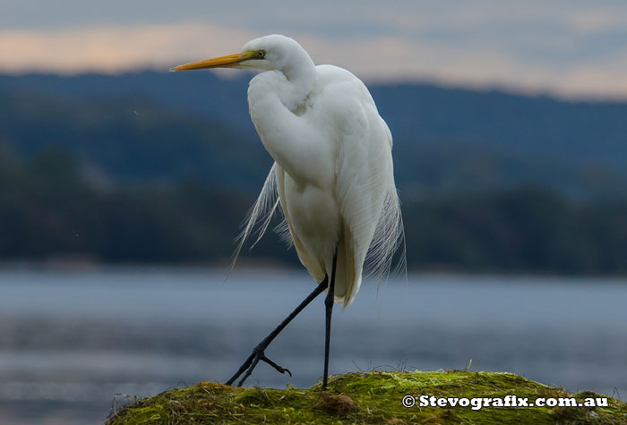 Great Egret