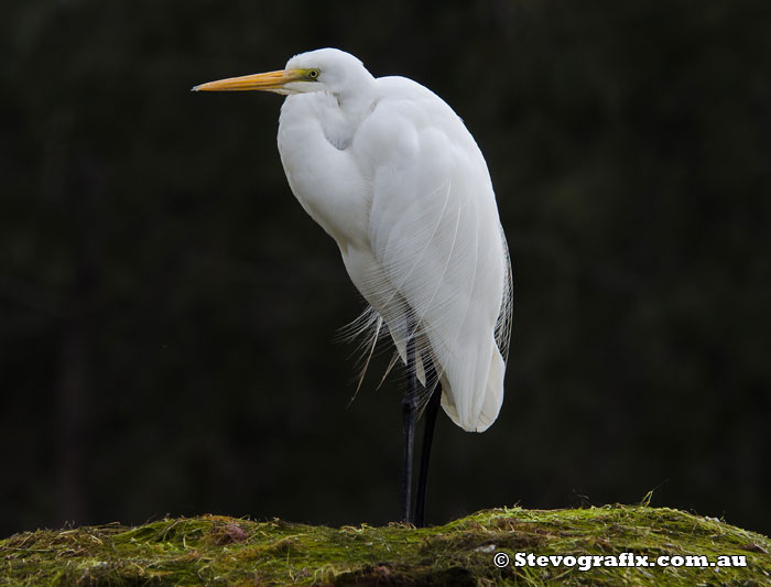 Great Egret