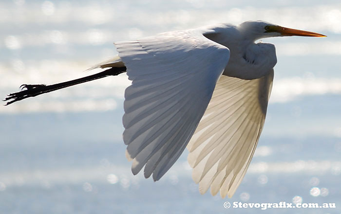 Great Egret in flight