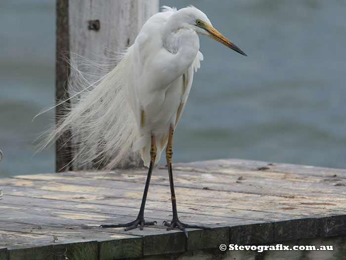 Great Egret