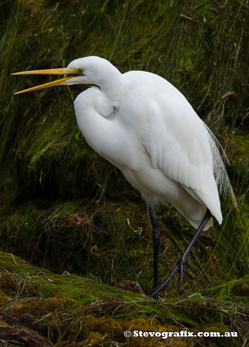 Great Egret