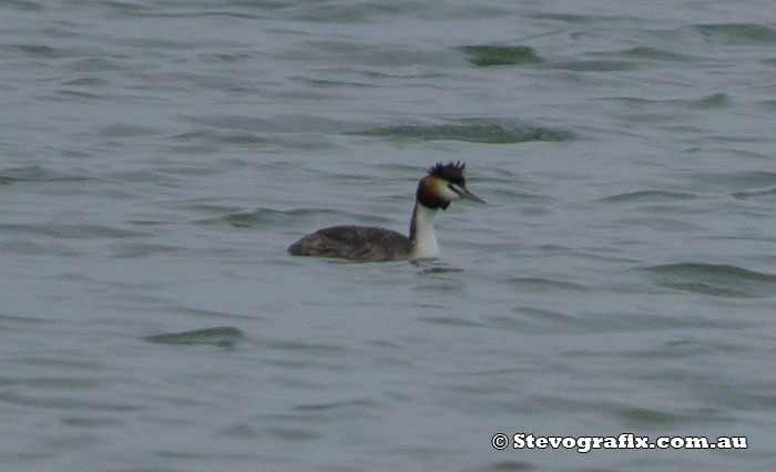 Great-crested Grebe