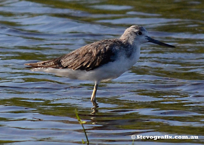 Greenshank