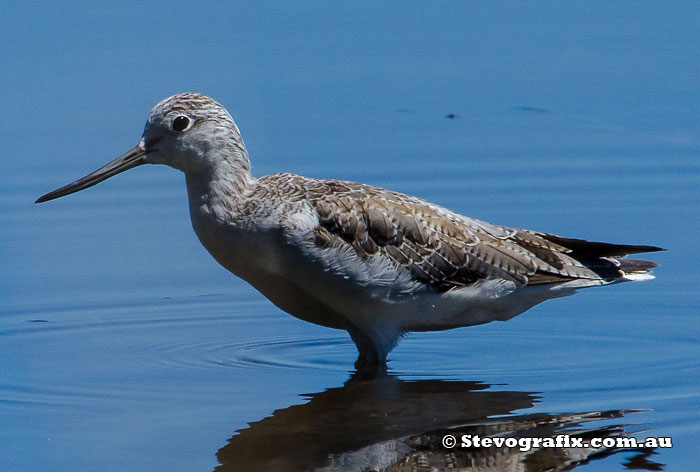 Common Greenshank