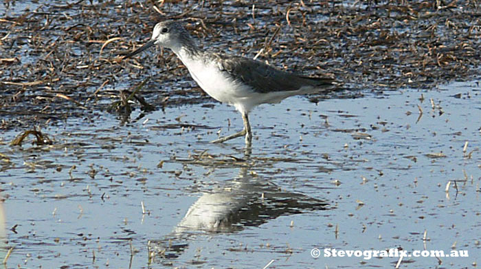 Greenshank