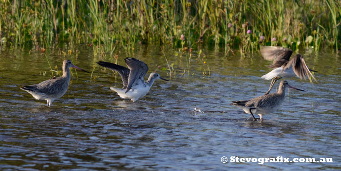 Greenshanks flying