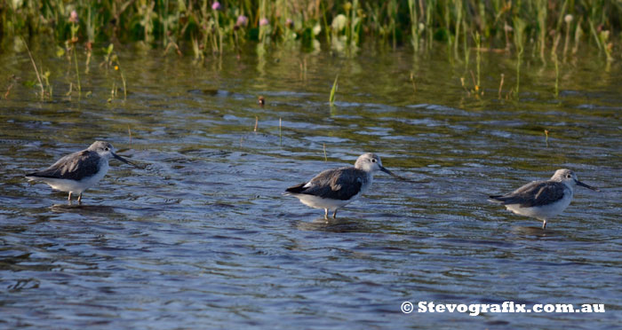 Greenshanks