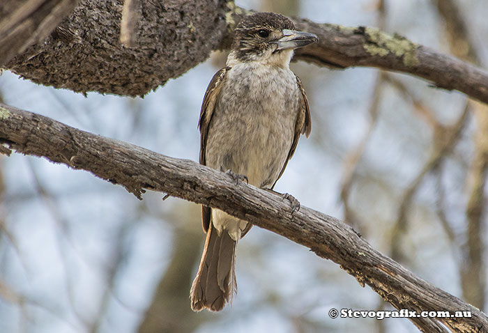 Juvenile Grey Butcherbird