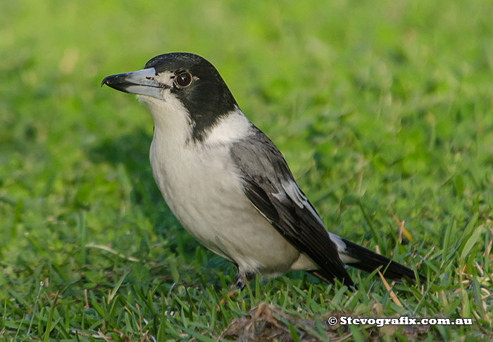 adult Grey Butcherbird