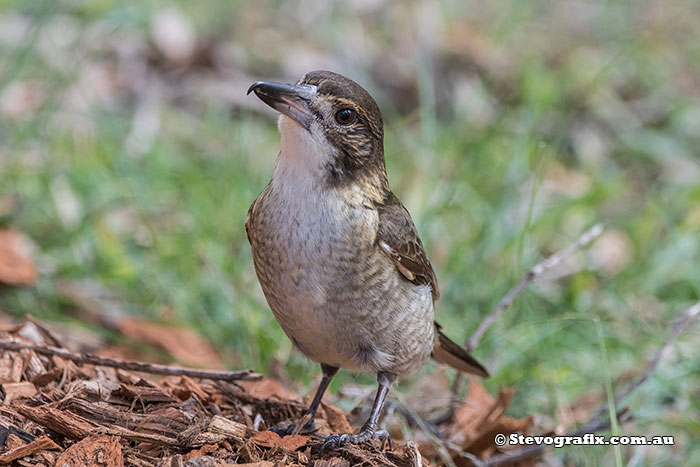 Juvenile Grey Butcherbird