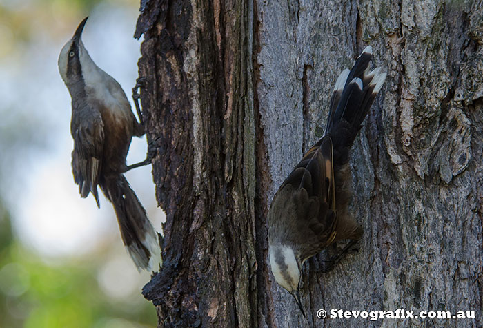 Grey-crowned Babblers