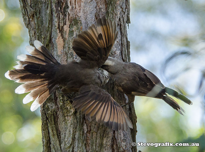 Grey-crowned Babblers