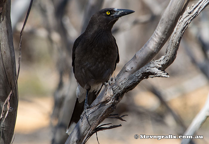 Grey Currawong