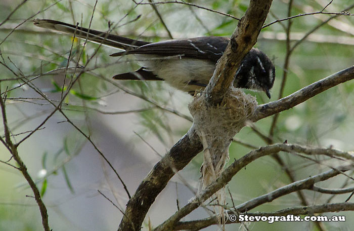 Grey fantail Building Nest