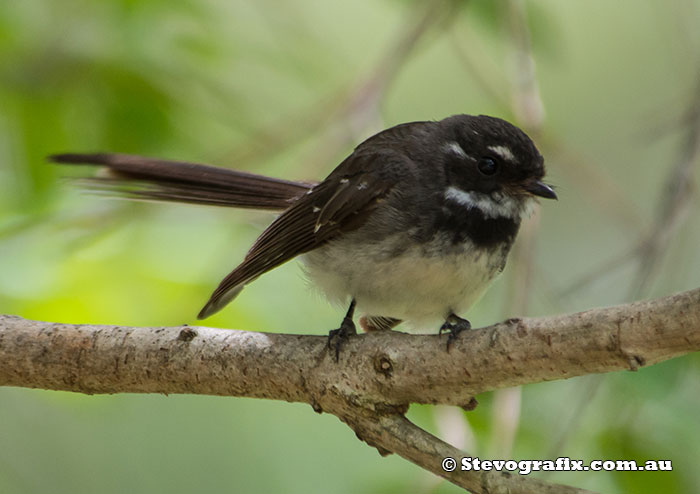 Grey Fantail