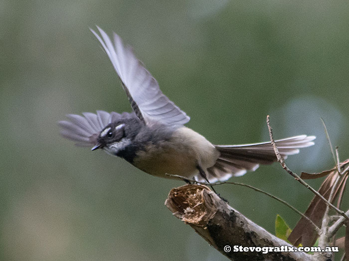 Grey Faintail launching into flight