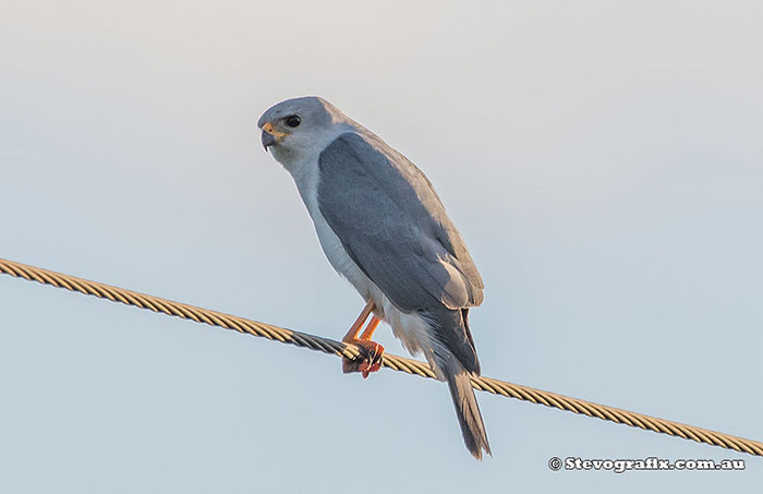 Grey Goshawk