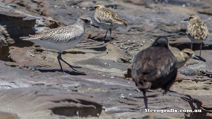 Grey Plover