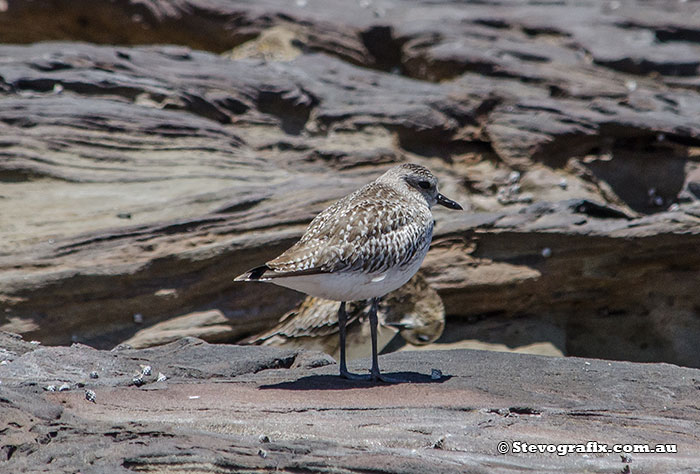 Grey Plover