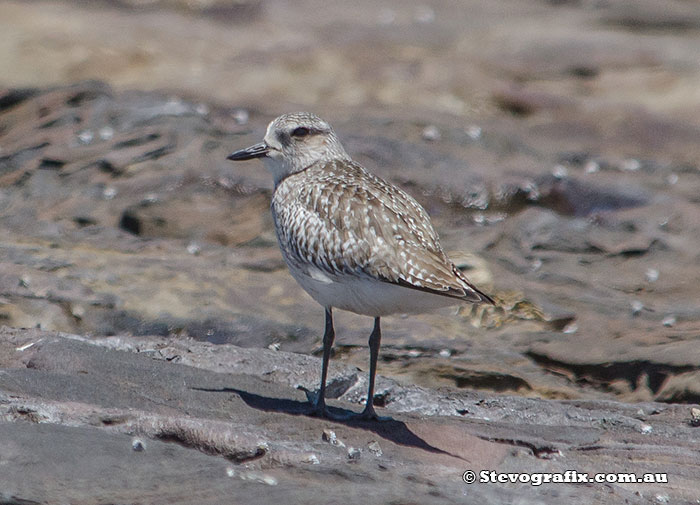 Grey Plover