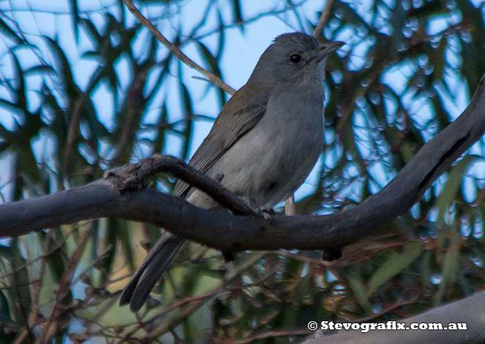 Grey Shrike-thrush