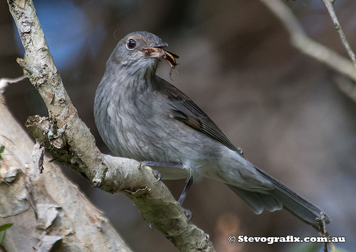 Juvenile Grey Shrike-thrush