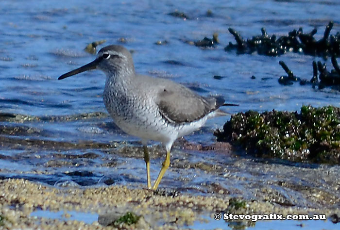 Grey-tailed Tattler