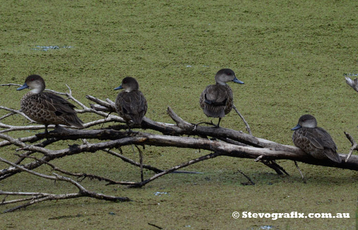 Grey Teal Roosting