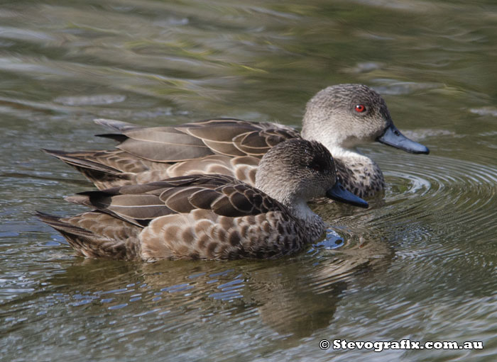 Grey Teal