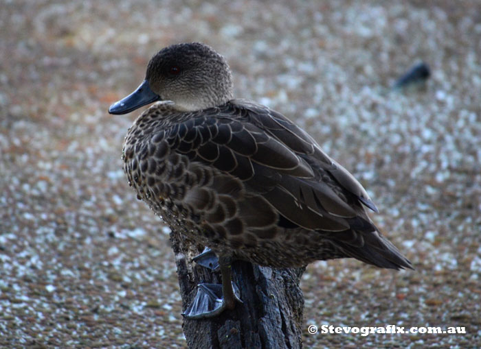 Grey Teal Close-up