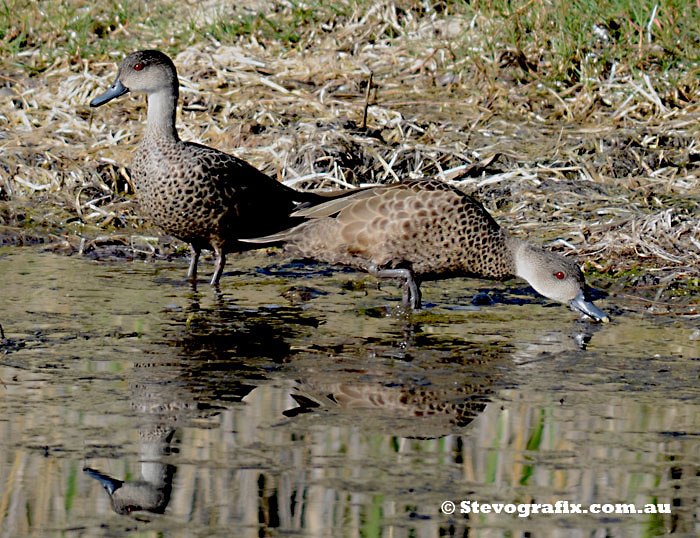 Grey Teal