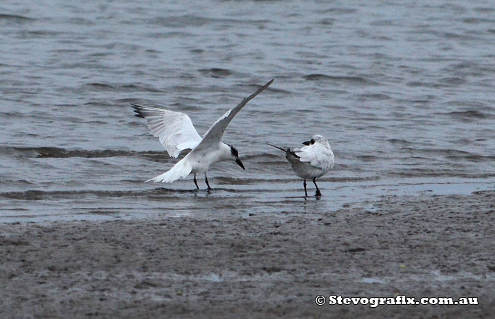 Gull-billed Tern Landing