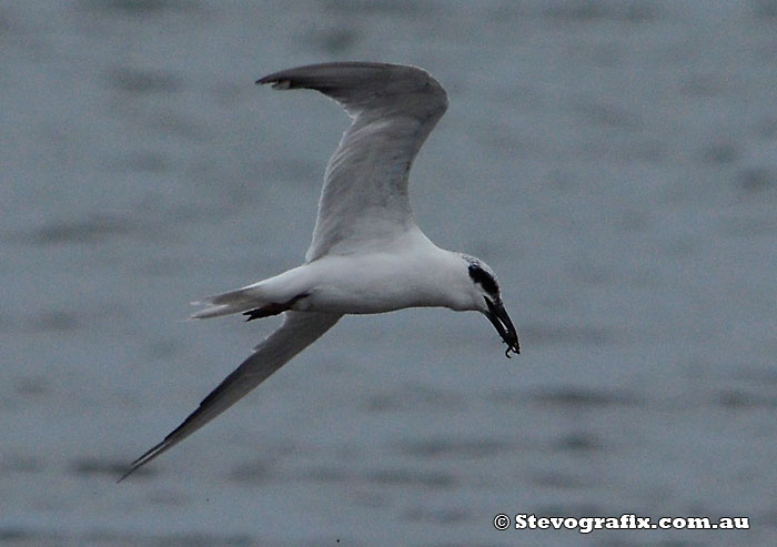 Gull-billed Tern in flight