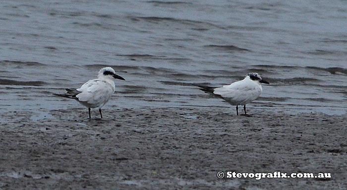 Gull-billed Terns