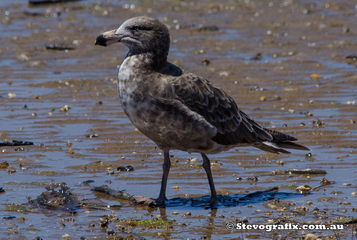 Pacific Gull