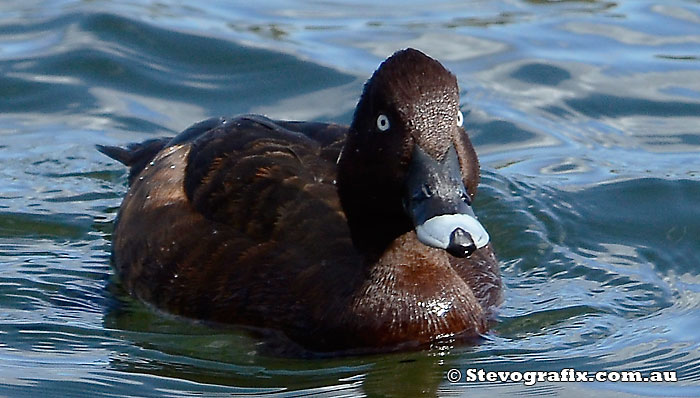 Male Hardhead front on at Wyong Sept 2013