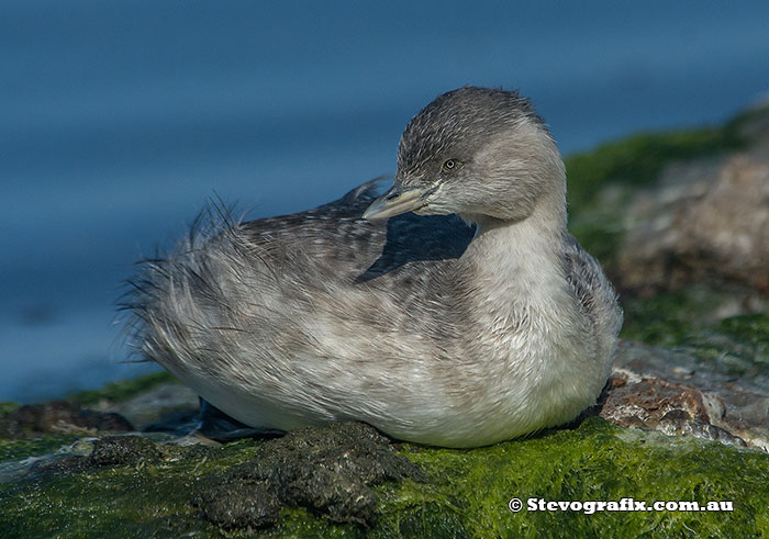 Hoary-headed Grebe